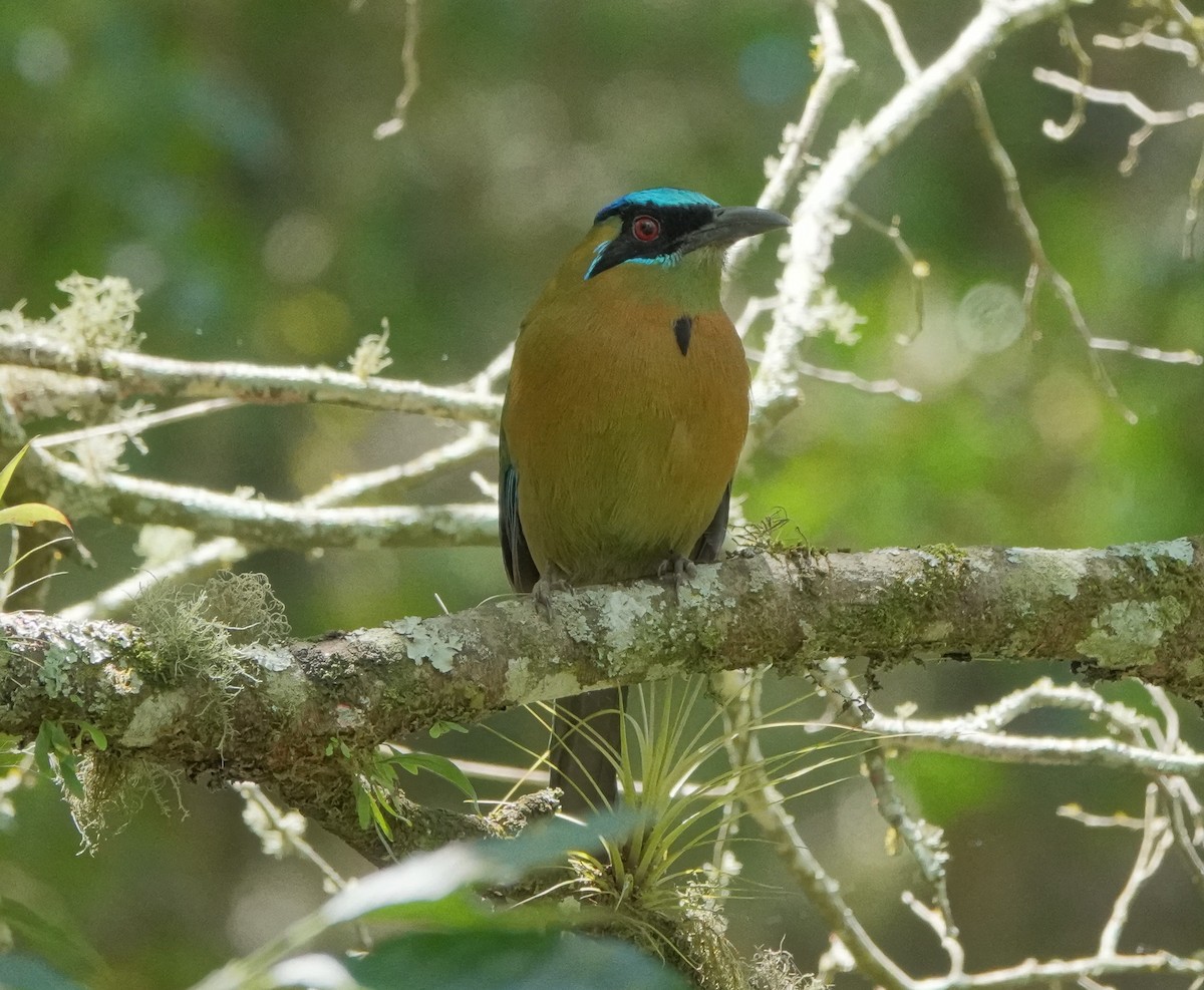 Motmot de Lesson - ML426042241