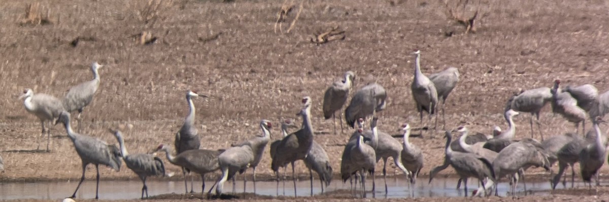 Sandhill Crane - ML426043151