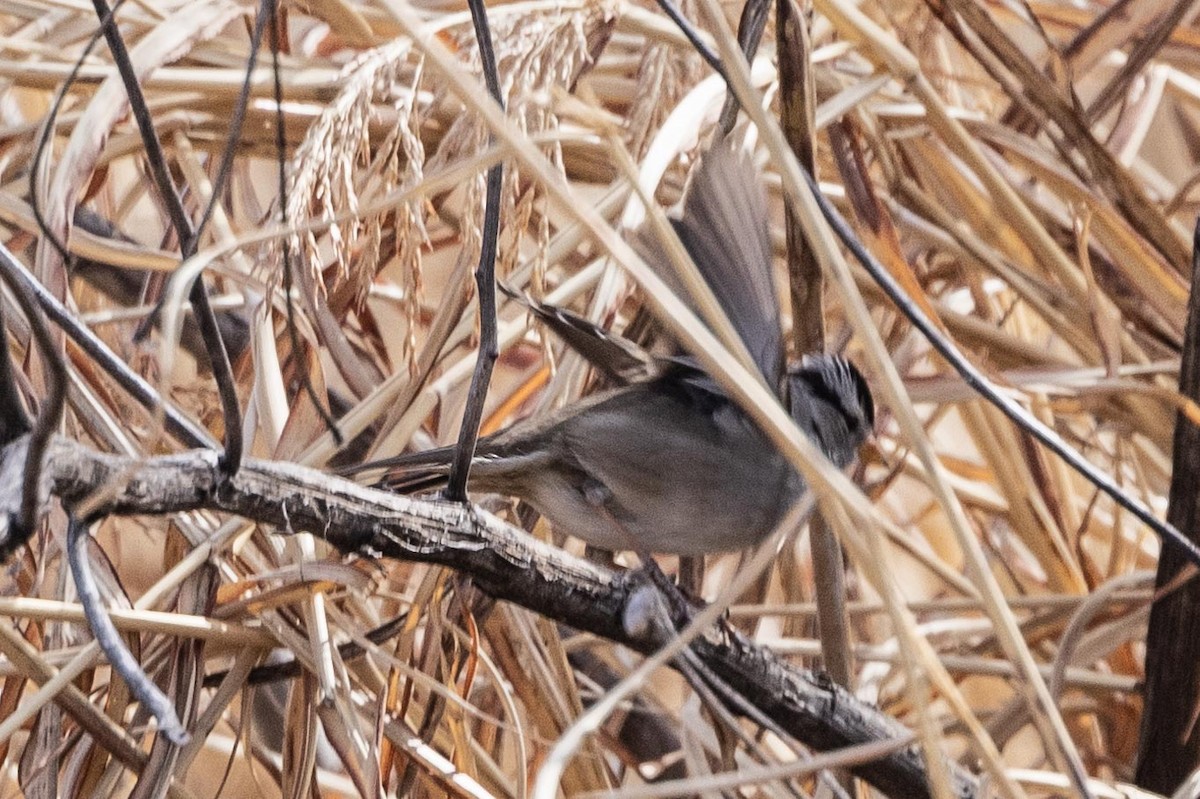 White-crowned Sparrow - ML426044051