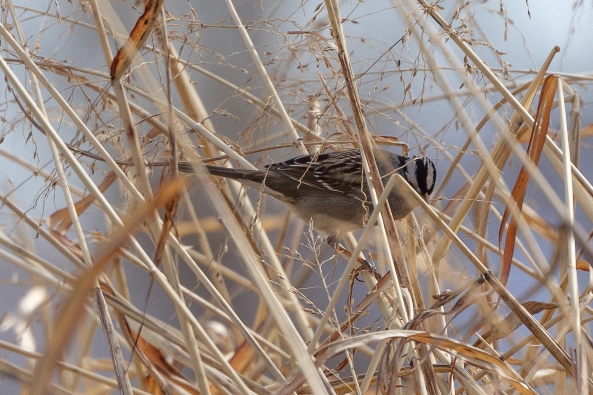 White-crowned Sparrow - Ann Van Sant