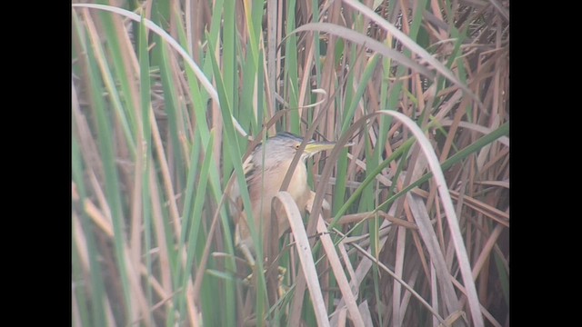 Little Bittern - ML426044461