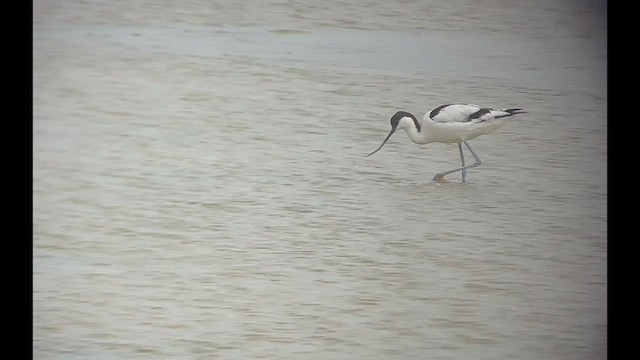 Pied Avocet - ML426046221