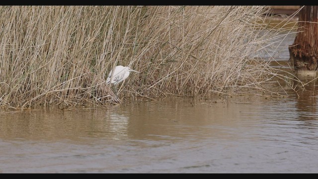 Western Reef-Heron (Eastern) - ML426046341