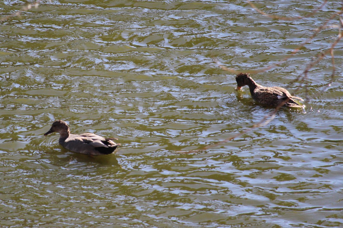 Gadwall - ML426047431