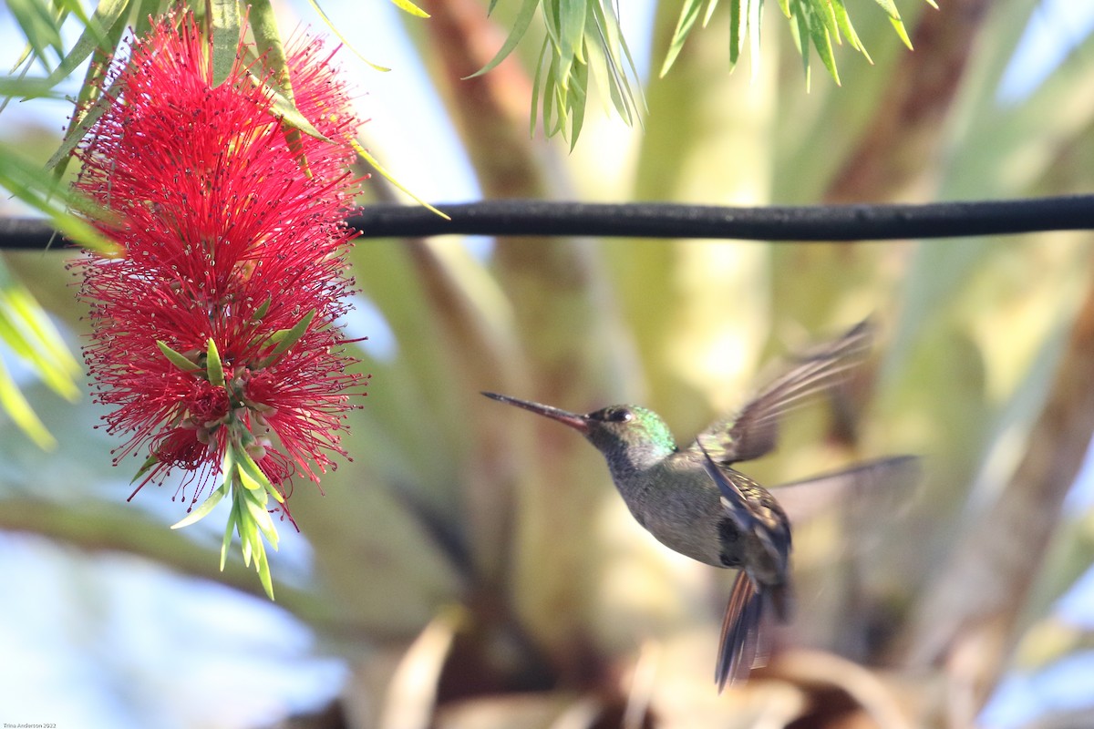 Charming Hummingbird - ML426047551