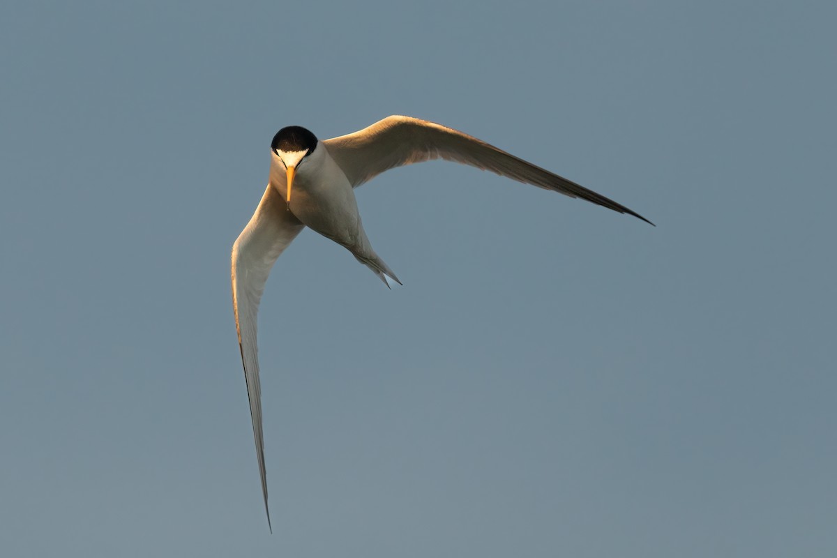 Least Tern - ML426048881