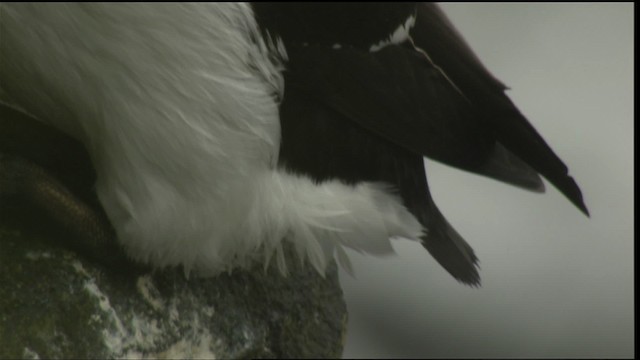 Thick-billed Murre - ML426052