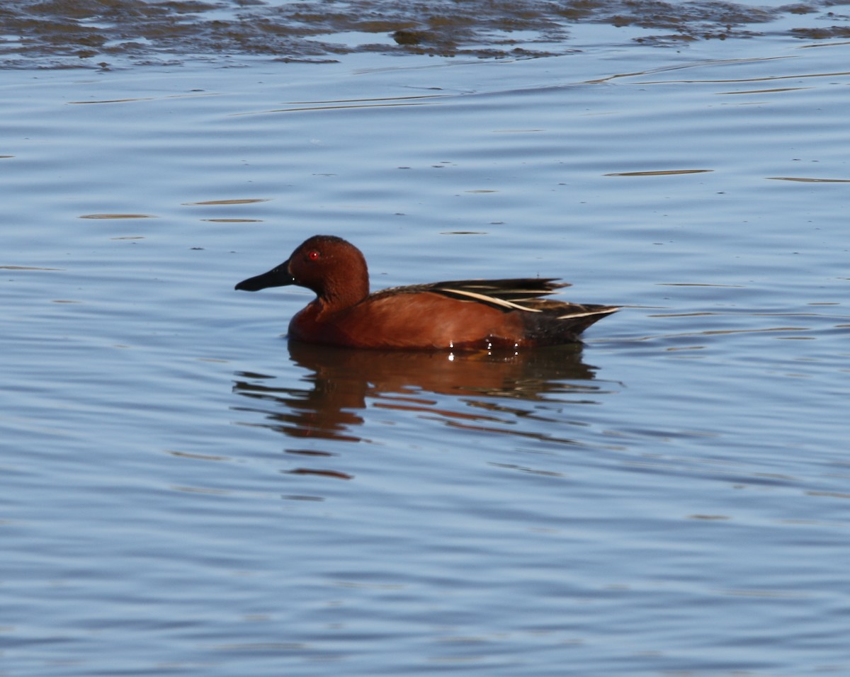 Cinnamon Teal - ML426052881