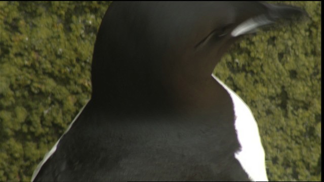 Thick-billed Murre - ML426053