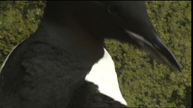 Thick-billed Murre - ML426054