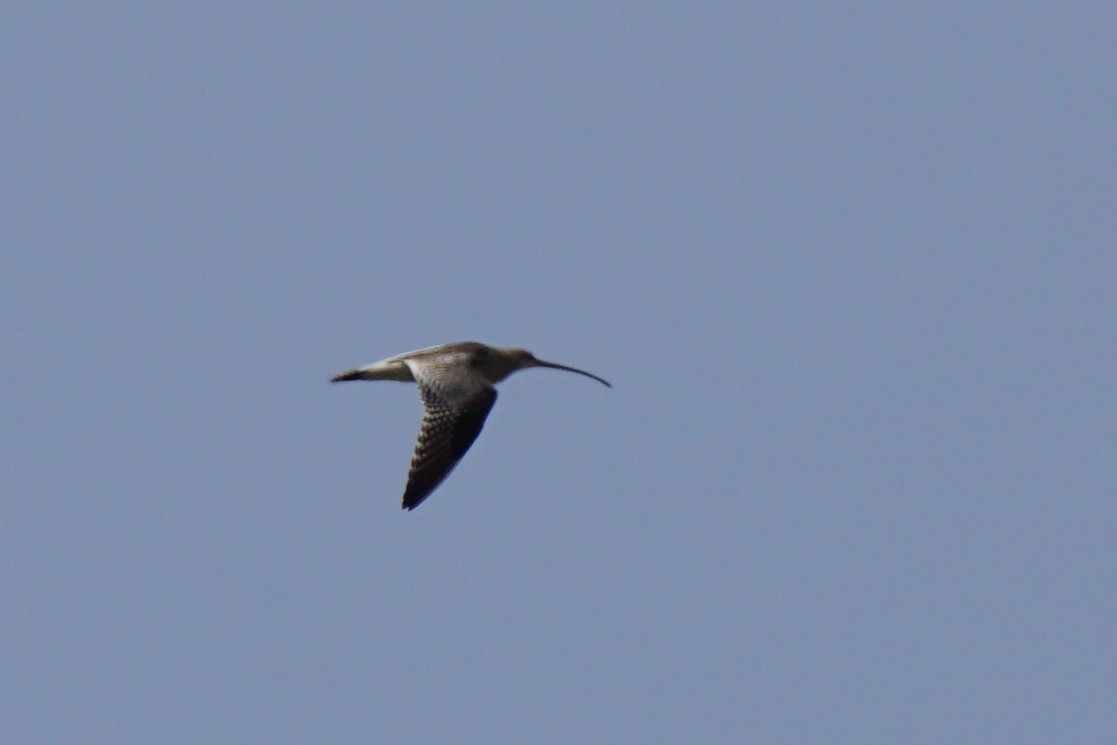 Eurasian Curlew - ML426056921