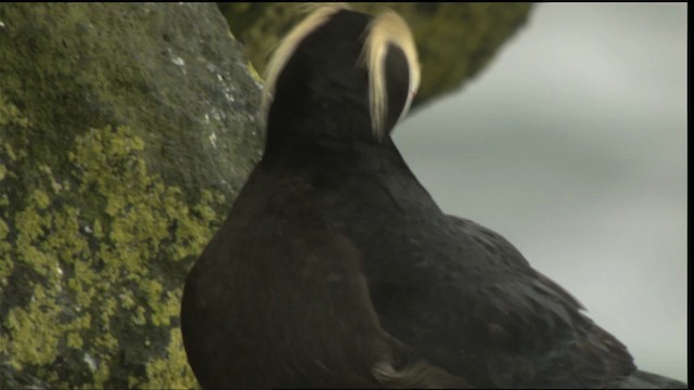 Thick-billed Murre - ML426057