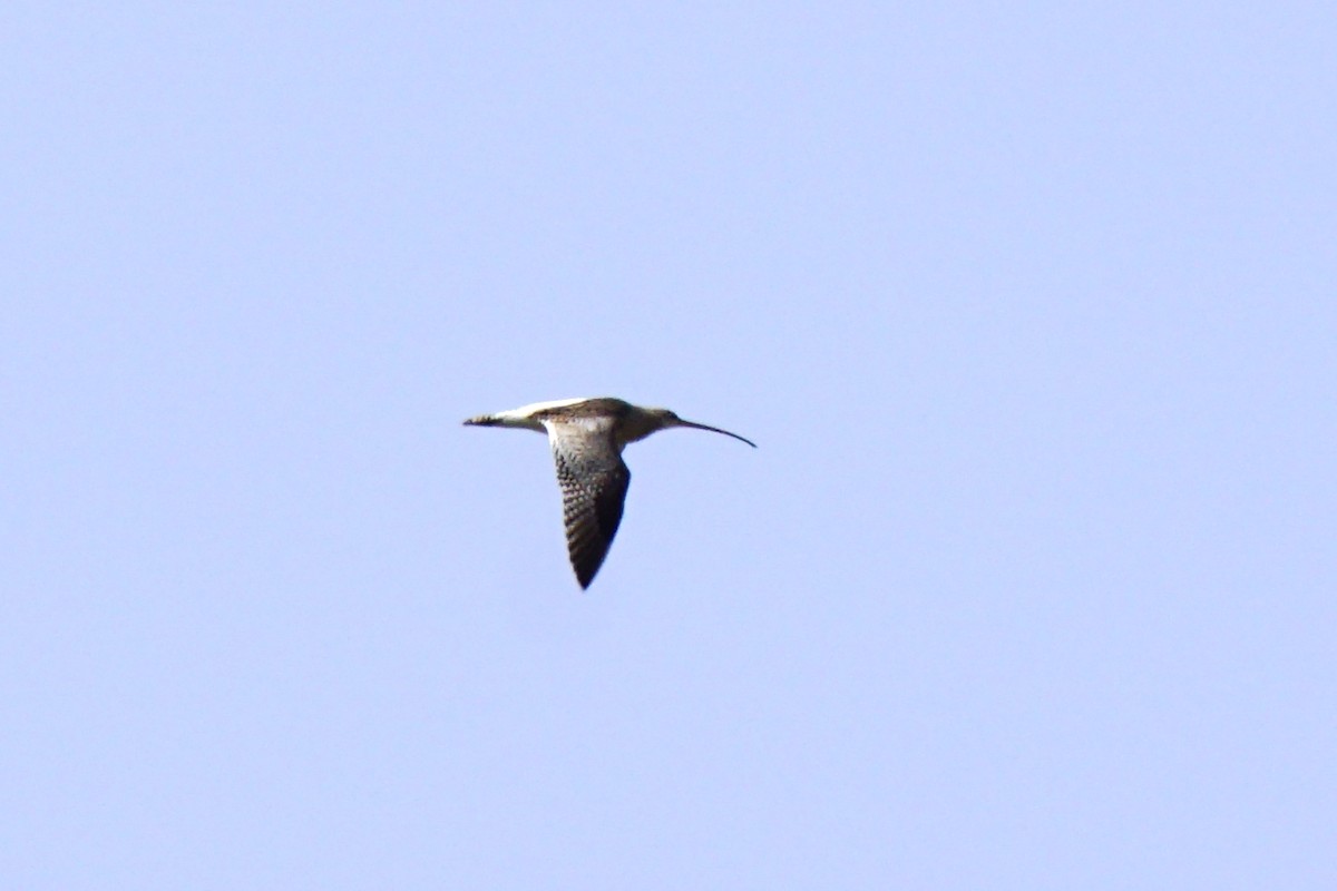 Eurasian Curlew - ML426057051