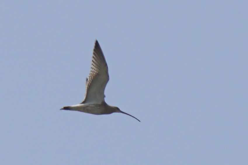 Eurasian Curlew - ML426057101