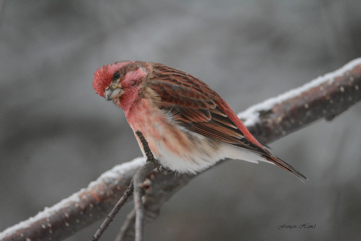 Purple Finch - ML42605841