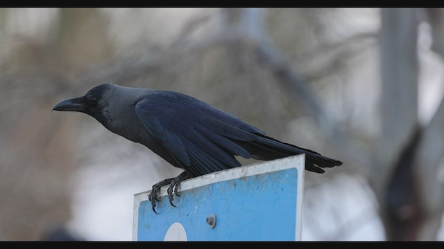 House Crow - ML426058561