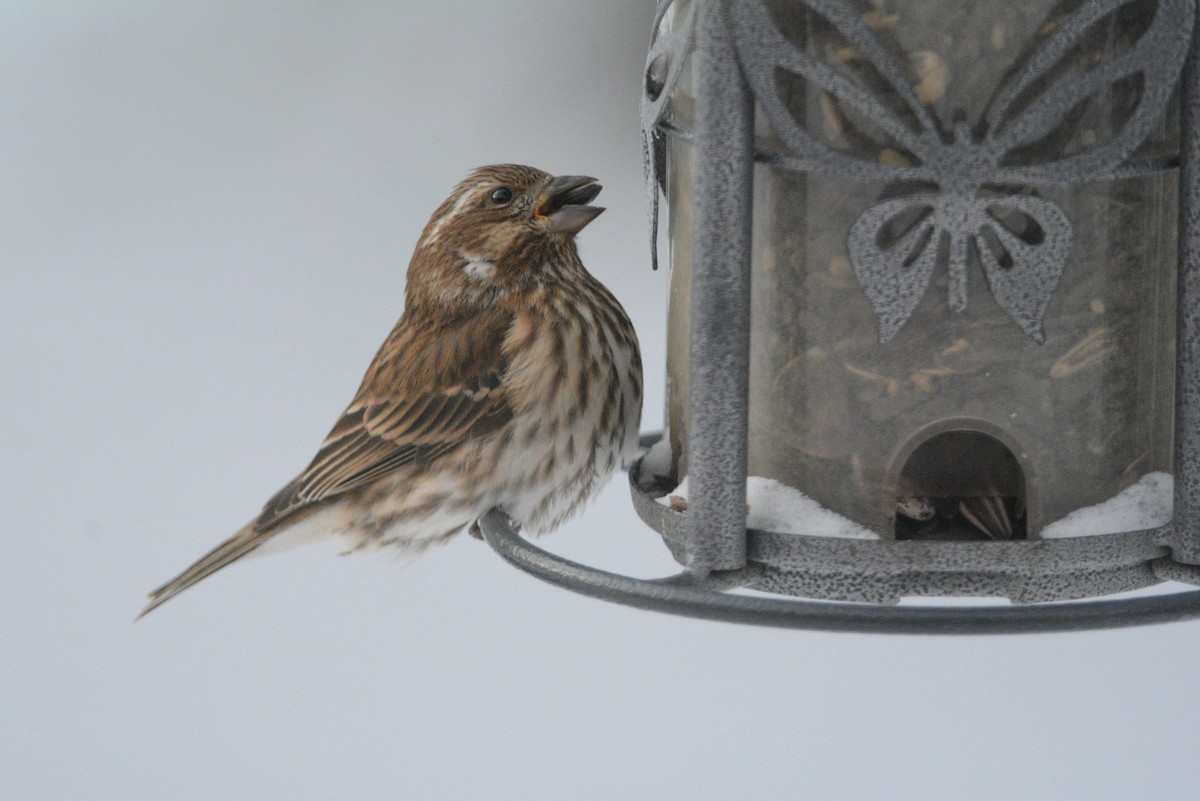 Purple Finch - ML42605861