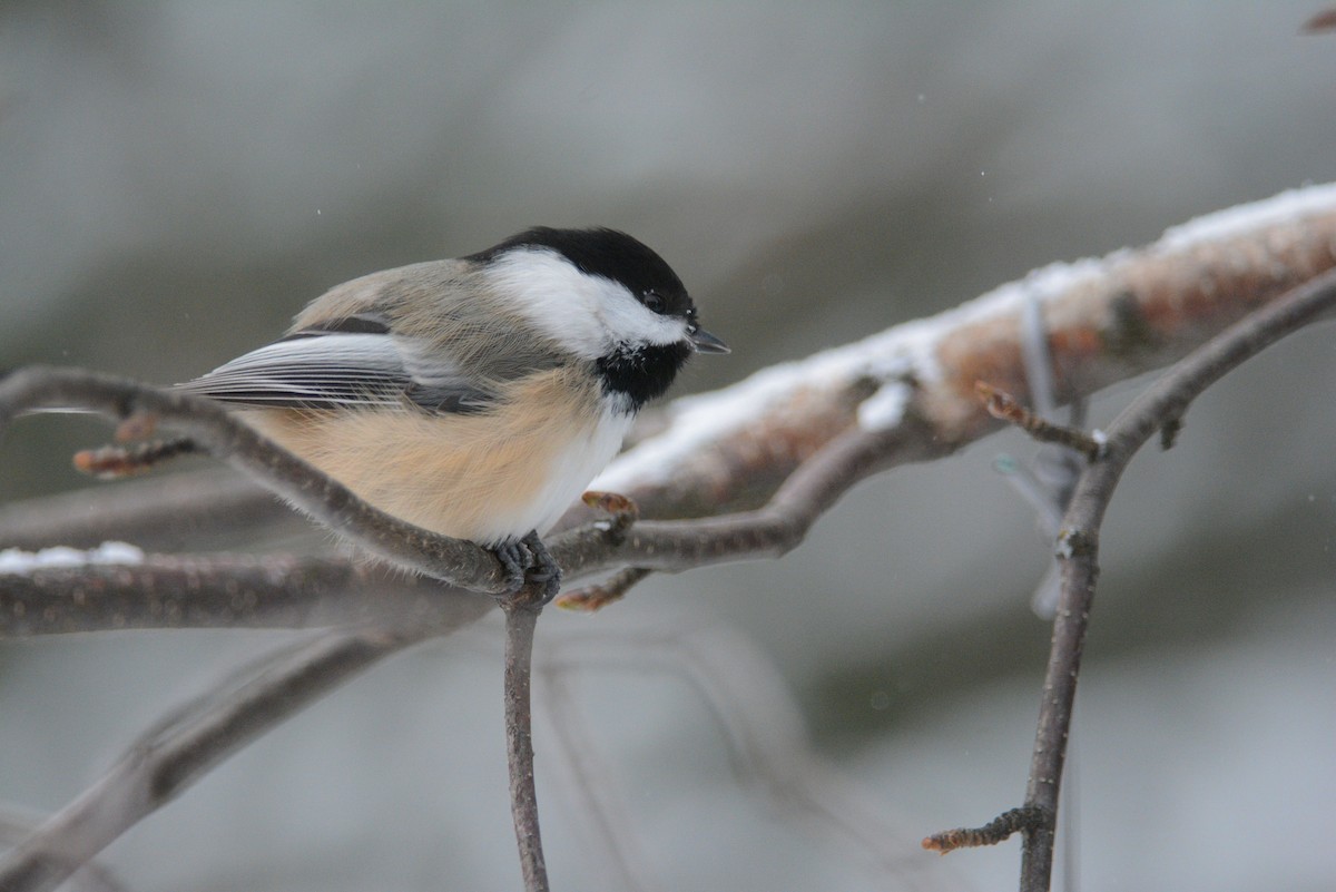 Black-capped Chickadee - ML42605911