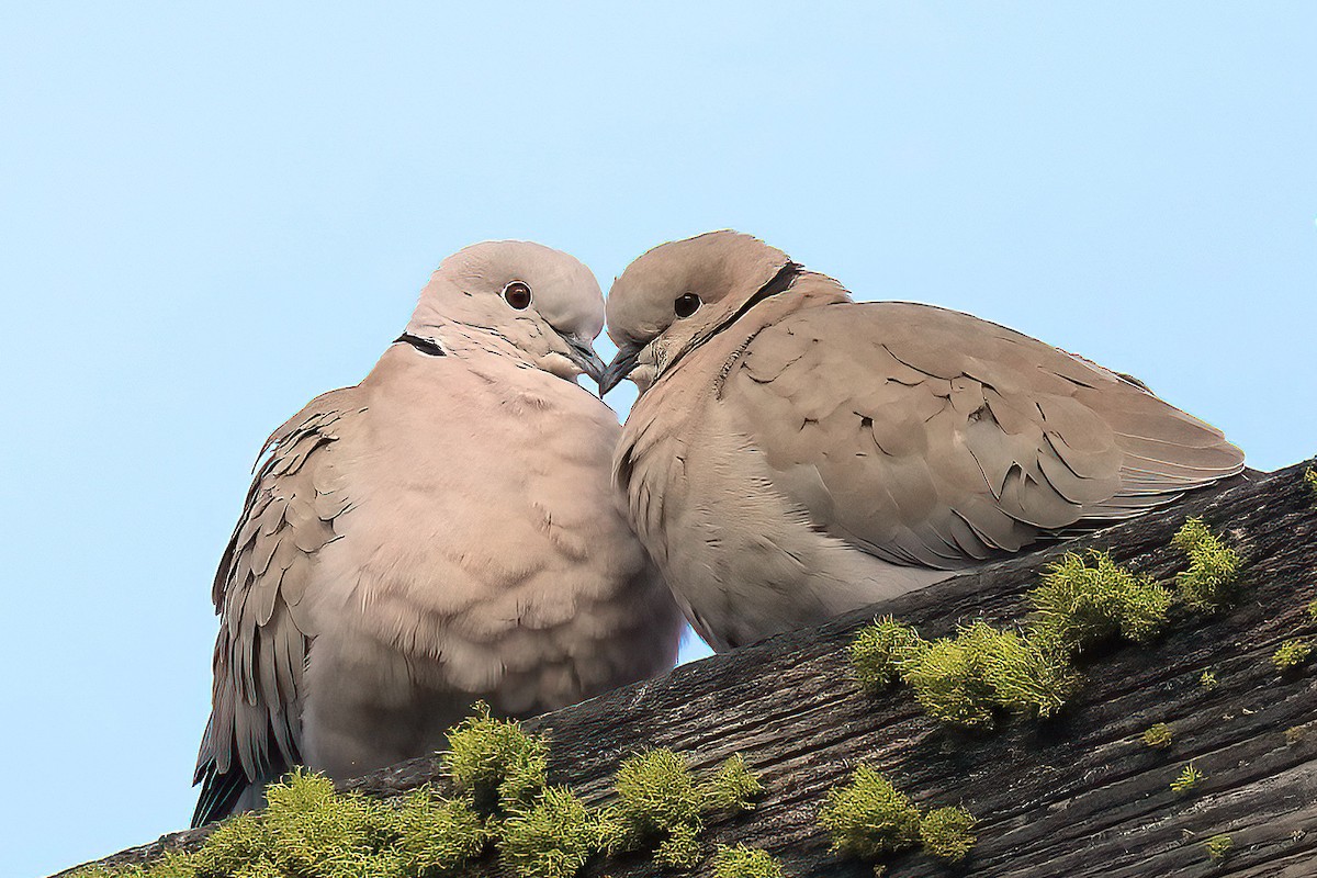 Türkentaube - ML426059281