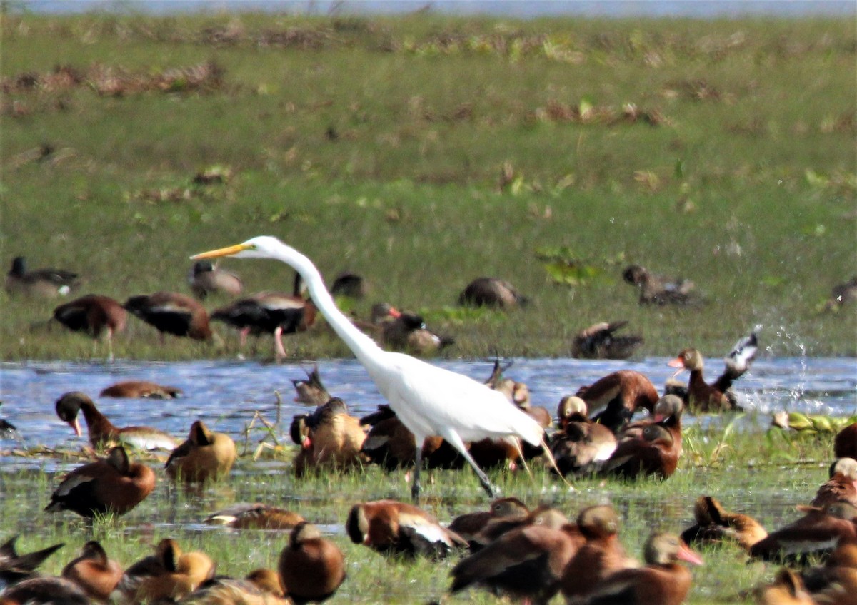 Great Egret - ML426060381