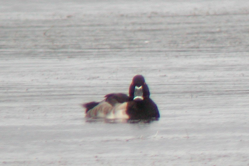 Ring-necked Duck - Dave Curtis