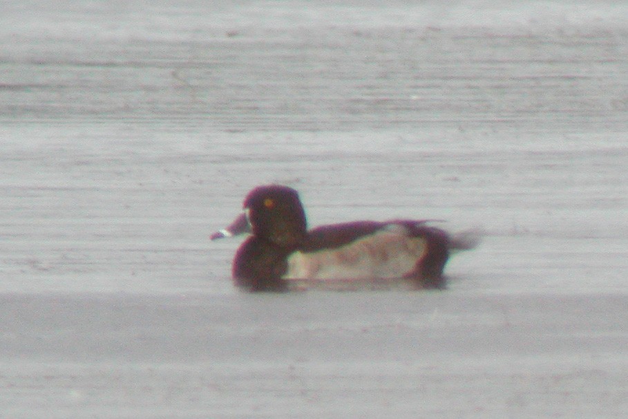 Ring-necked Duck - Dave Curtis