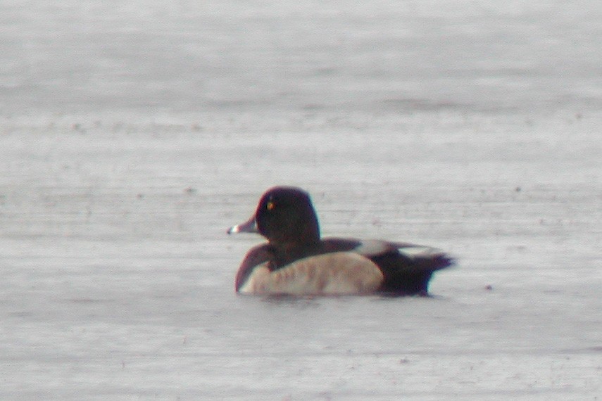 Ring-necked Duck - ML426061251