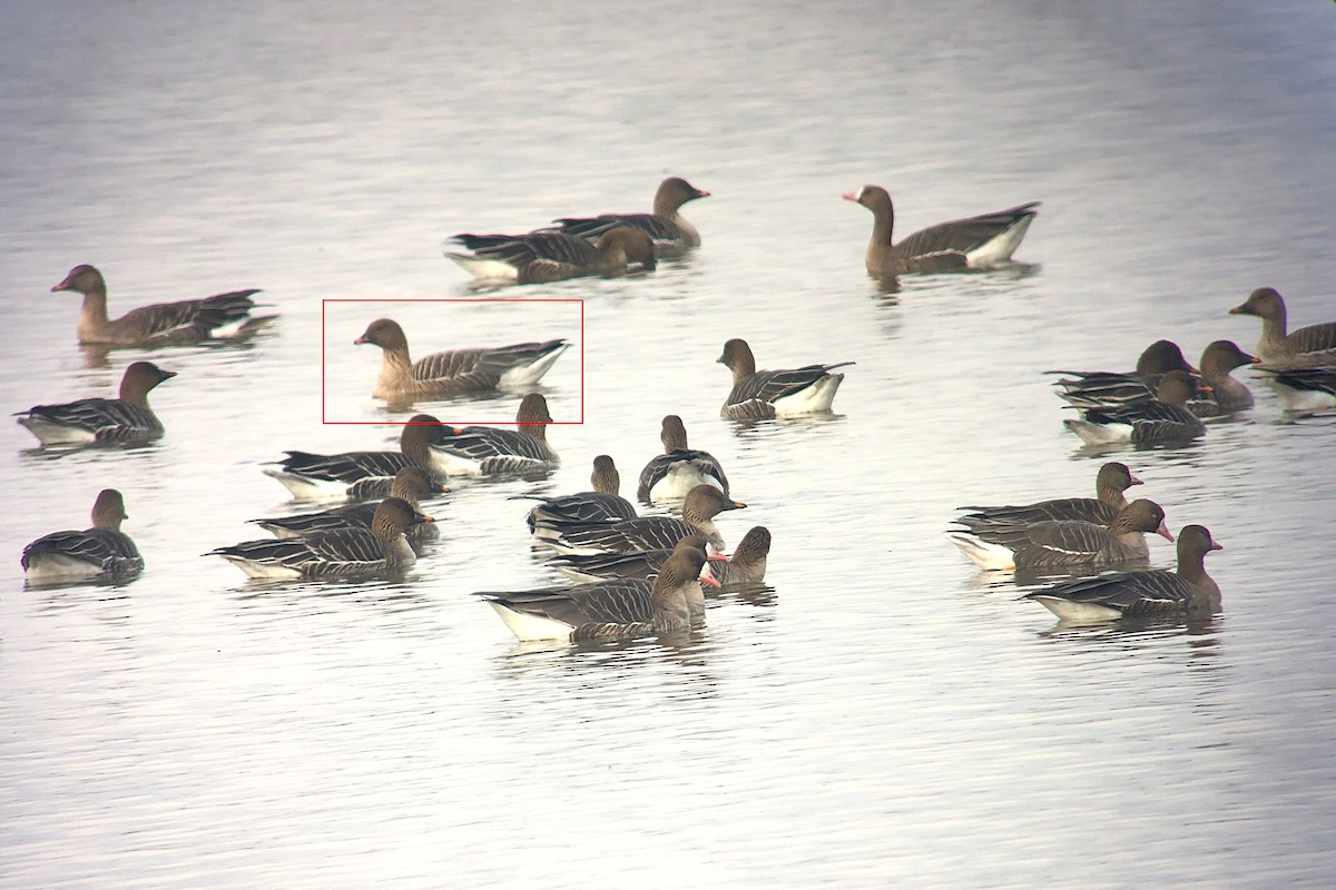Pink-footed Goose - ML426062001