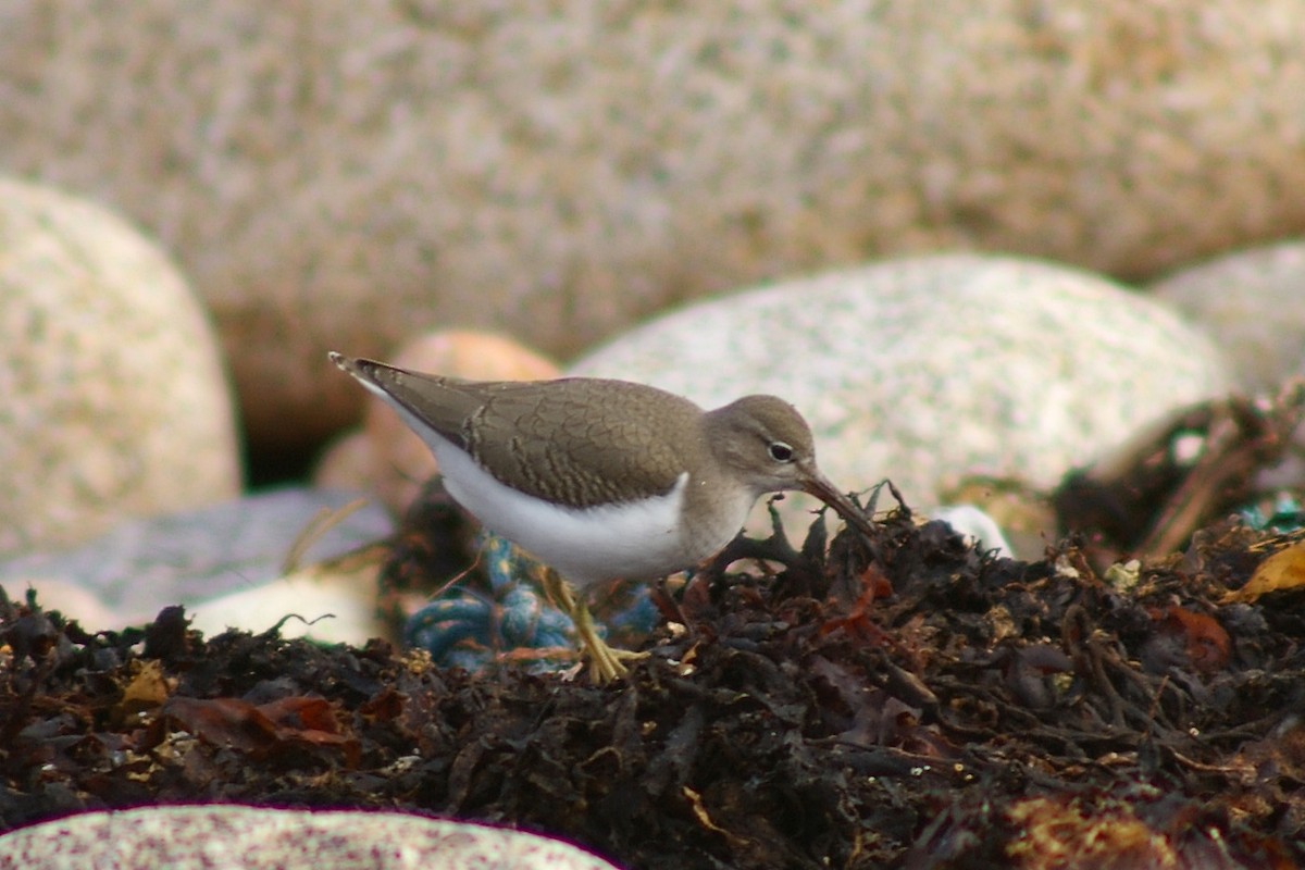 Spotted Sandpiper - Dave Curtis