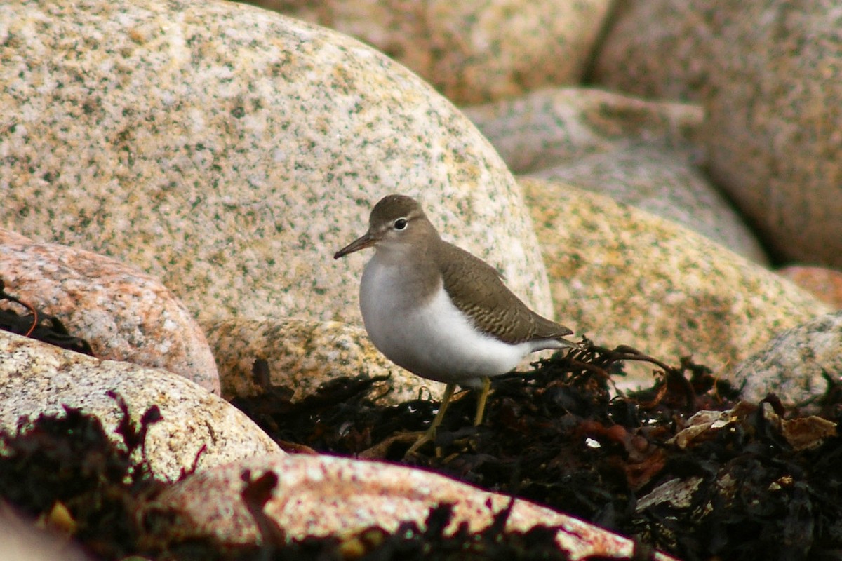 Spotted Sandpiper - Dave Curtis
