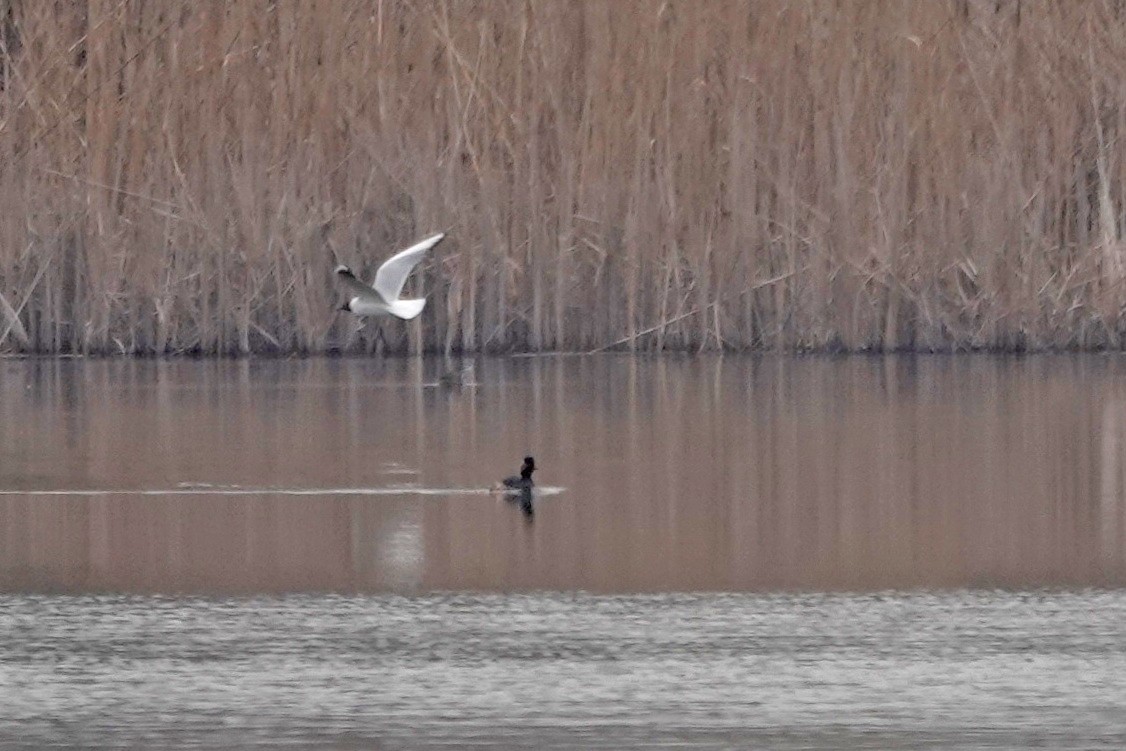 Eared Grebe - ML426062941