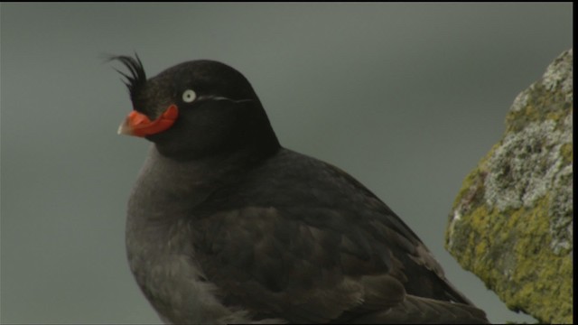 Crested Auklet - ML426063