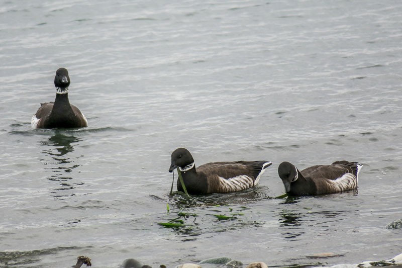 Brant - ML42606341