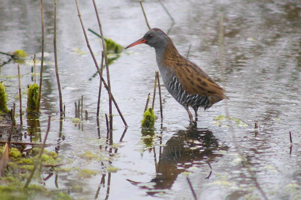 Water Rail - Dave Curtis