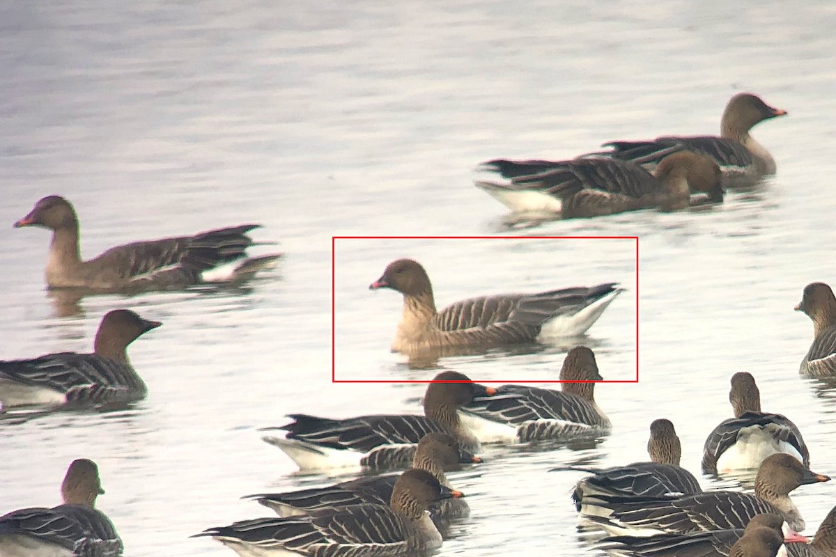 Pink-footed Goose - ML426063861