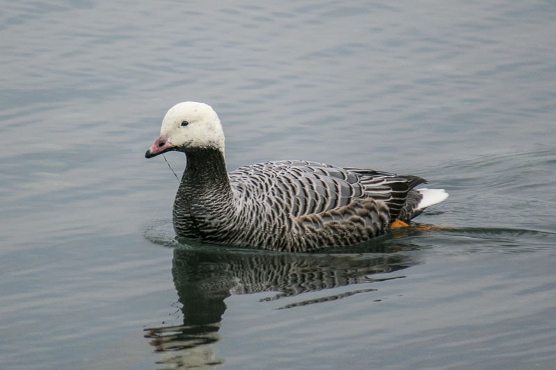 Emperor Goose - ML42606561