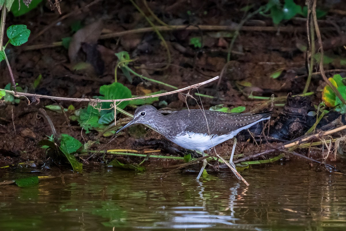 Green Sandpiper - ML426065621