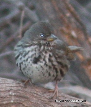 Fox Sparrow (Slate-colored) - ML426066391