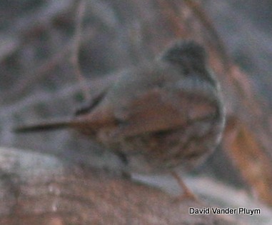 Fox Sparrow (Slate-colored) - ML426066401