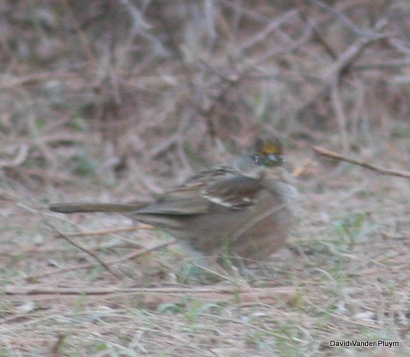 Bruant à couronne dorée - ML426066481