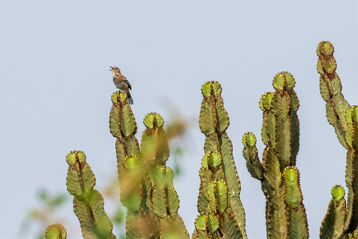 Brown-backed Scrub-Robin - ML426066911