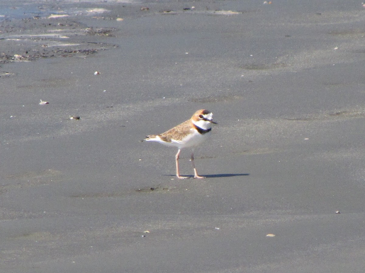 Collared Plover - ML42606921