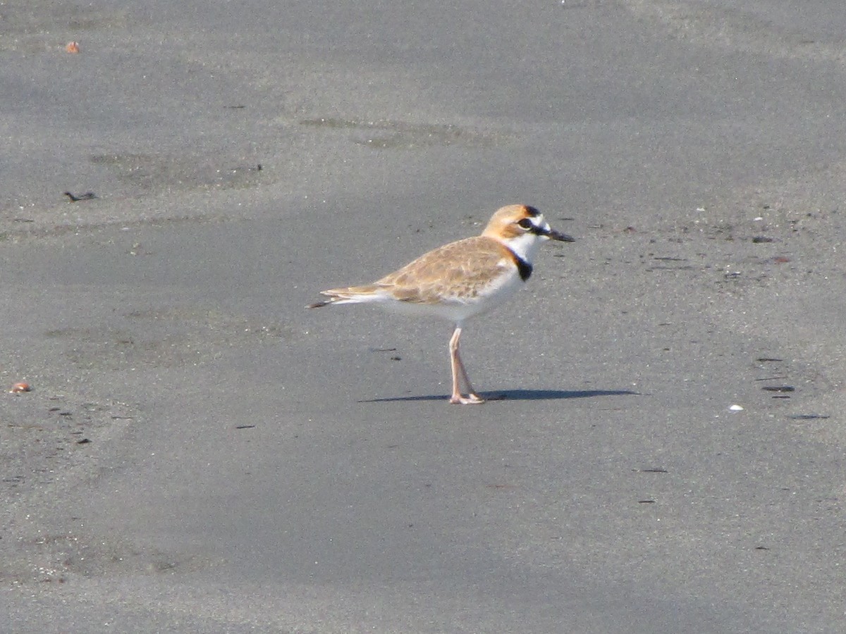Collared Plover - ML42606931