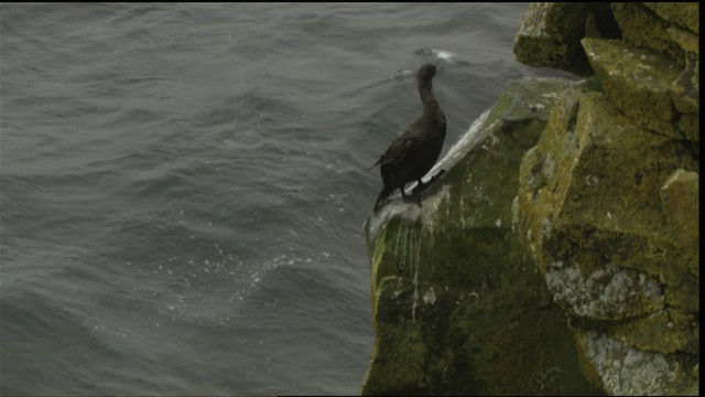 Red-faced Cormorant - ML426070