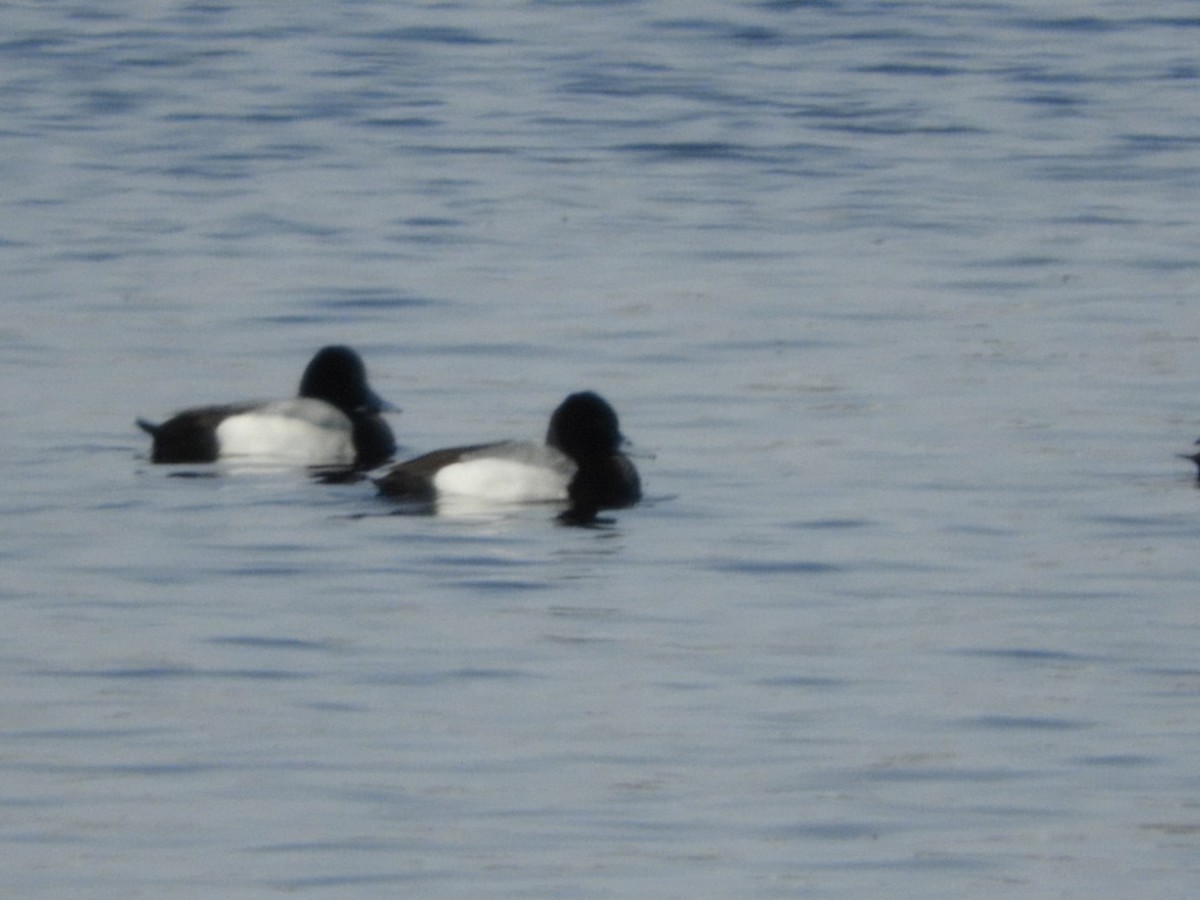 Lesser Scaup - ML426071561