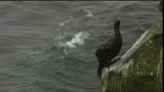 Cormorán Carirrojo - ML426072