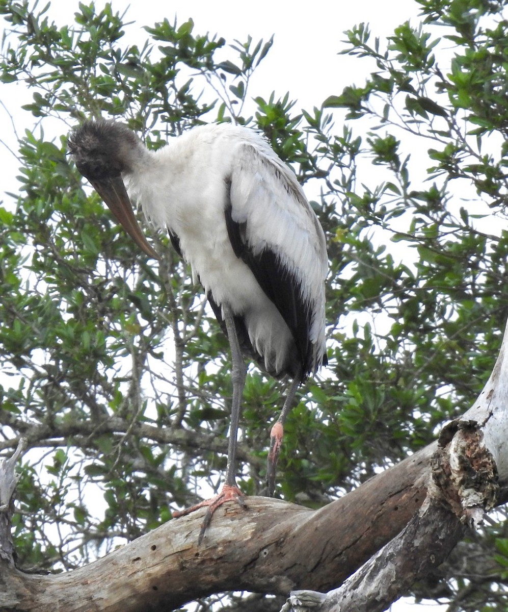 Wood Stork - alice horst