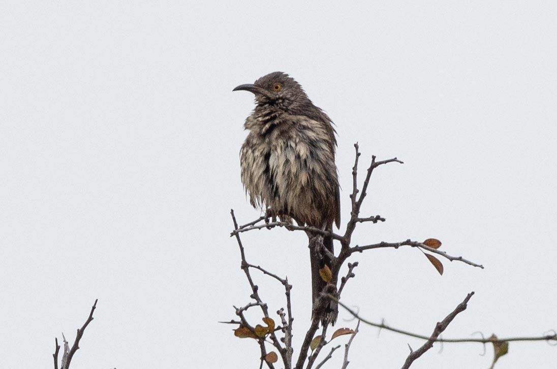 Curve-billed Thrasher - Ann Van Sant