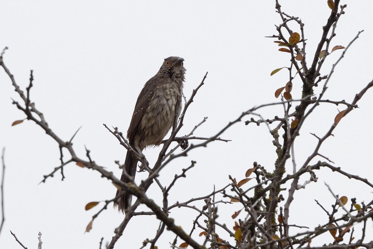 Curve-billed Thrasher - Ann Van Sant