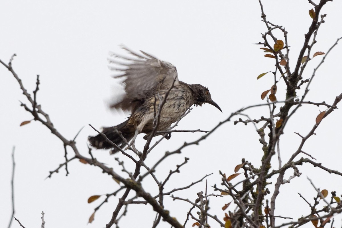 Curve-billed Thrasher - Ann Van Sant